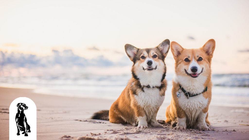 Corgi information online
