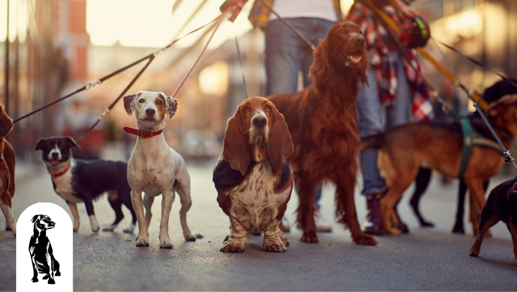 24 Myths About Dogs