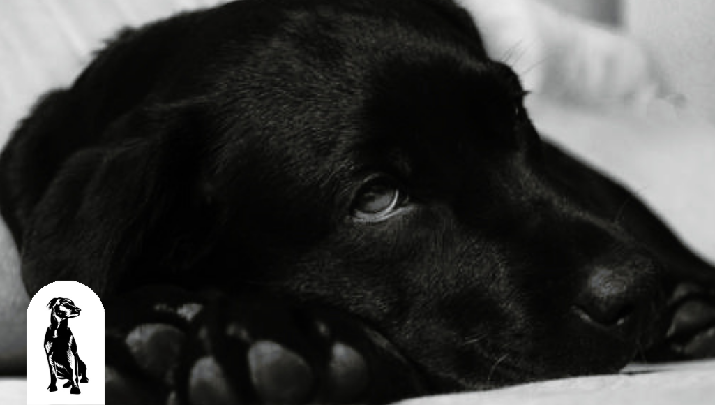 Thanksgiving Foods that Are Not Dog-Friendly