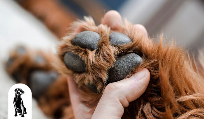 8 Natural Ingredients to Look for in Dog Paw Salve