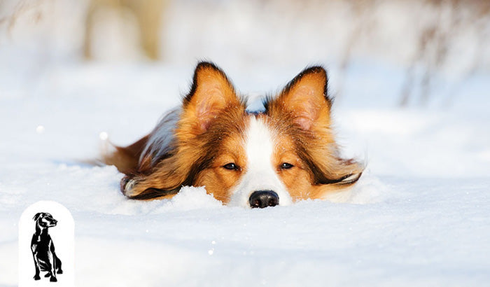 12 Tips for Preventing Cracked Dog Paws in Winter