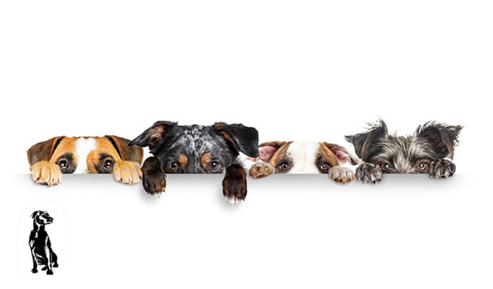 Pet-Safe Ingredients: What to Look for in a Natural Dog Paw Salve