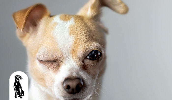 6 Common Canine Eye Problems and How to Prevent Them