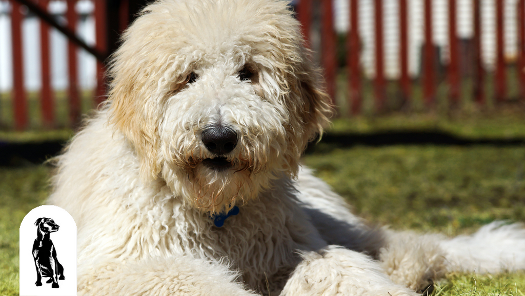 Are Goldendoodles Really Hypoallergenic?