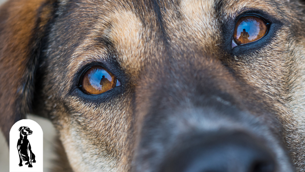 Are Your Dog’s Eyes Healthy? Here Are 6 Common Problems