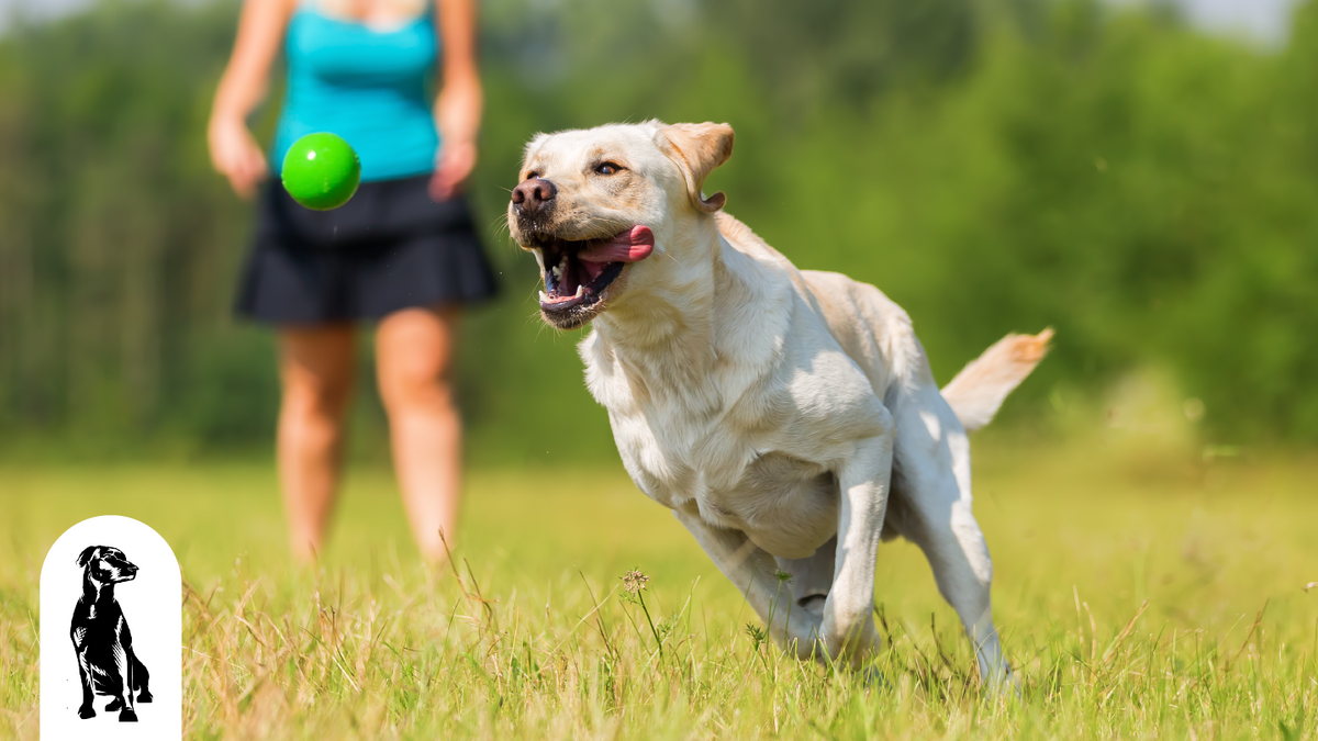 Best Dog Parks to Visit