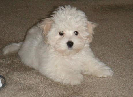 8 Cutest Dogs In The World