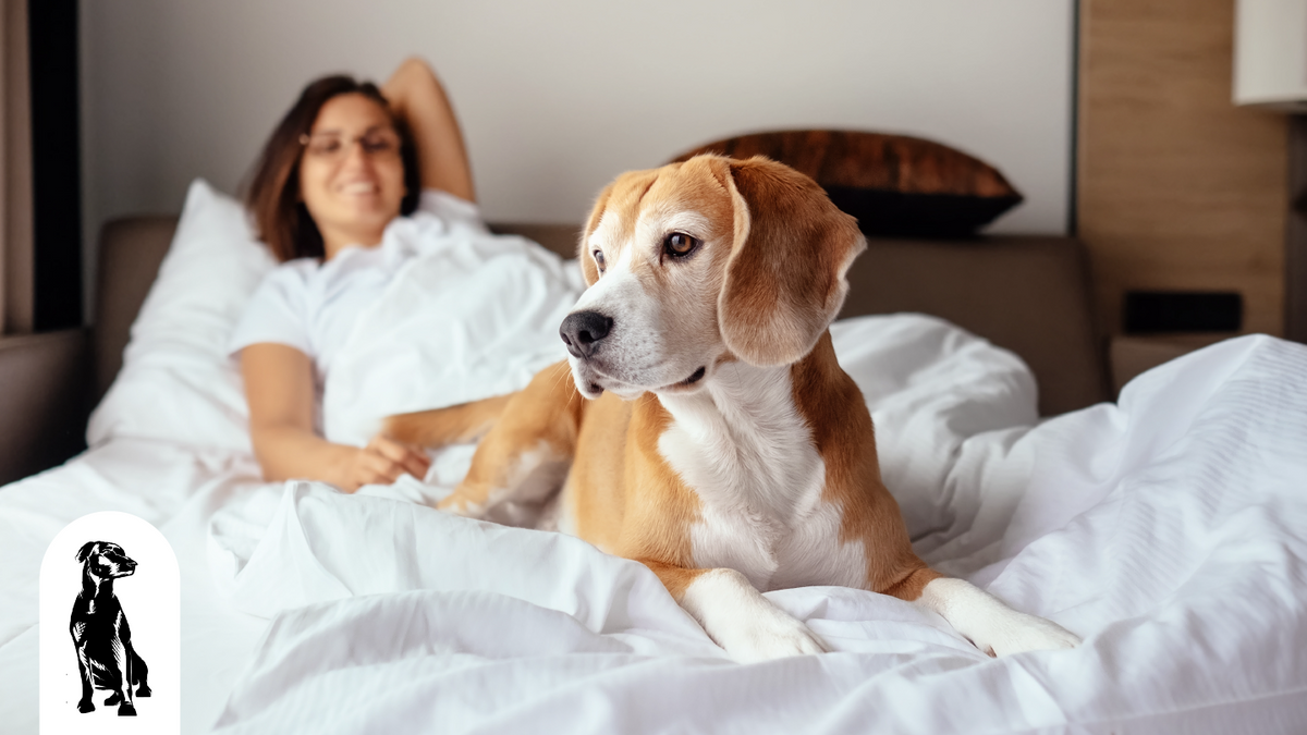 Dog-Friendly Hotels