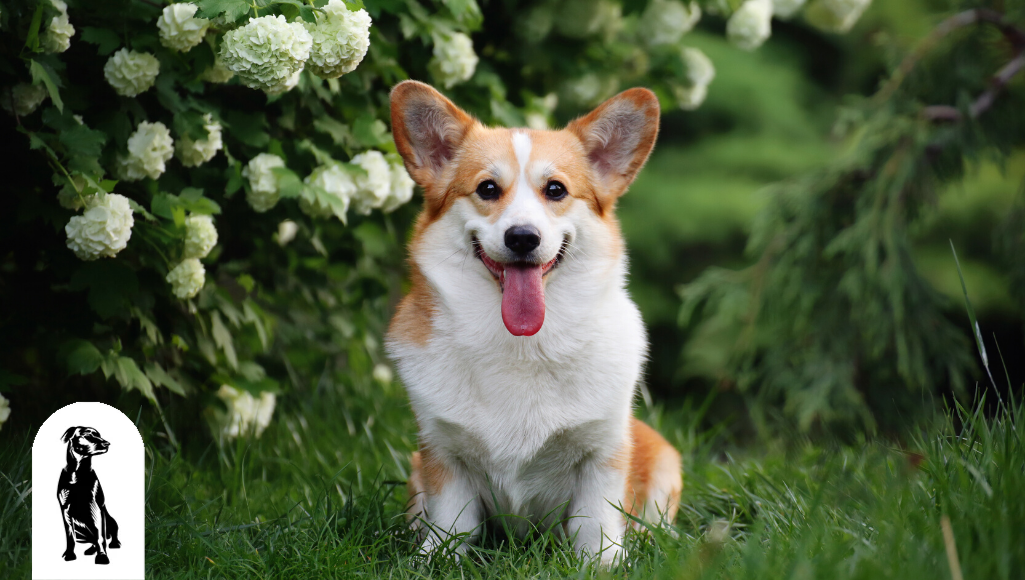 Do Corgis Bark A Lot?
