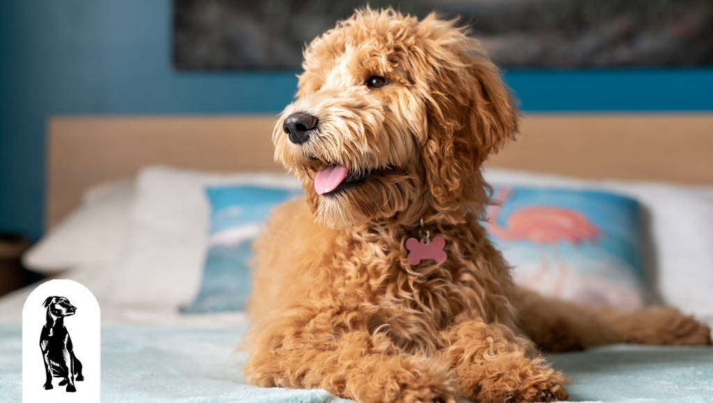 How fast does a goldendoodles deals hair grow