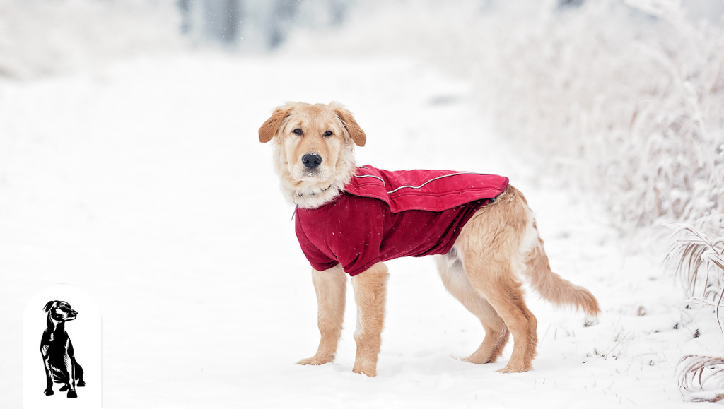 Dog Safety: Should You Dress up Your Dog This Winter?
