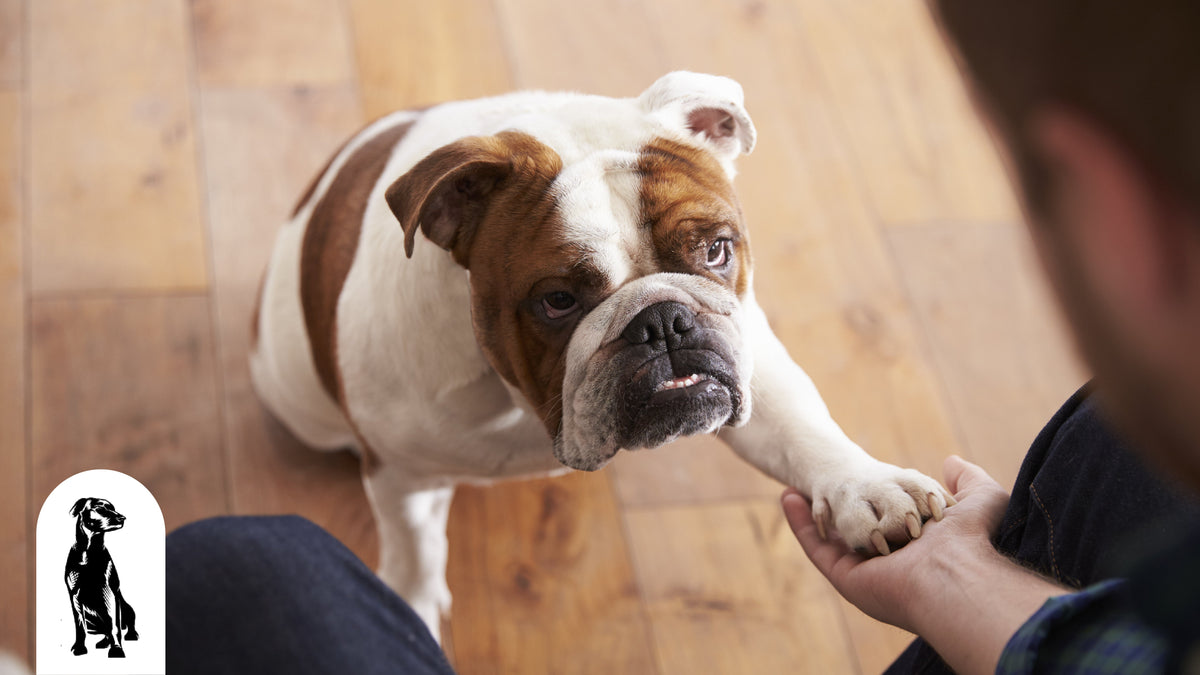 Easiest Tricks to Teach Dogs