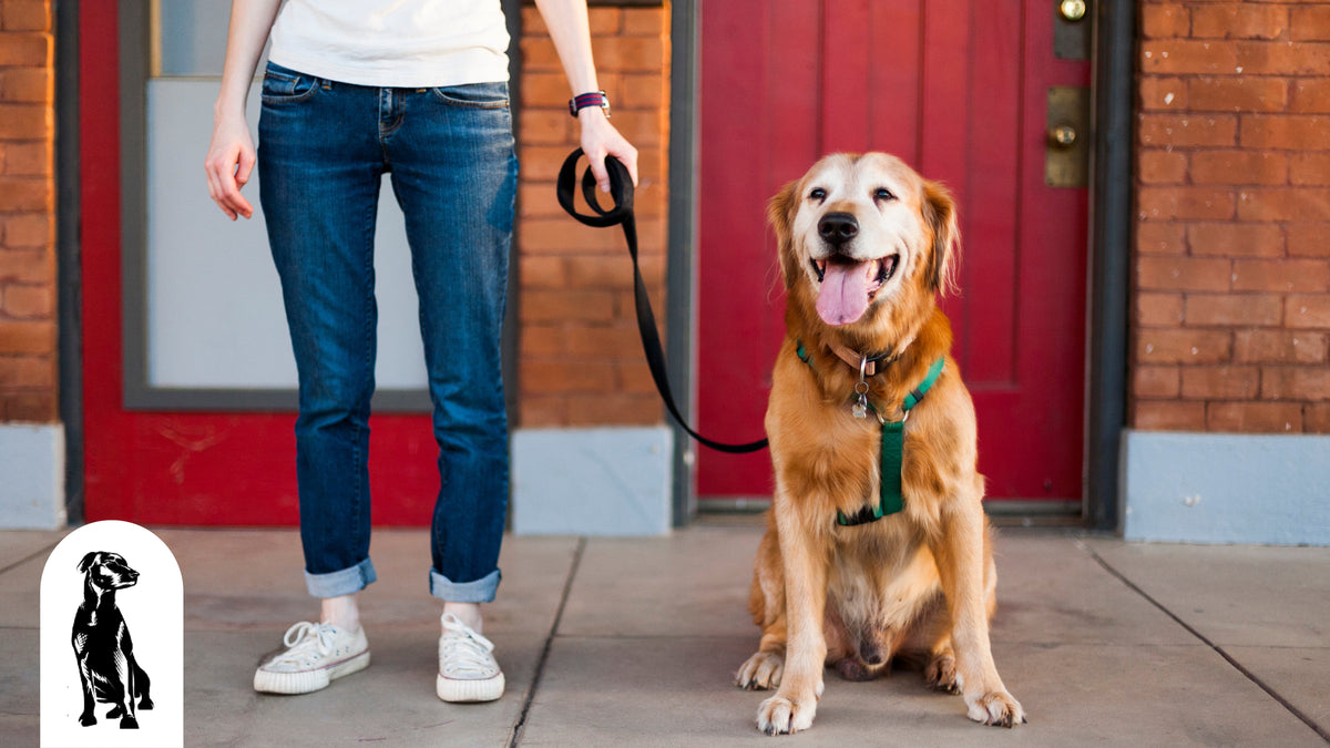 How to Harness Train Your Dog