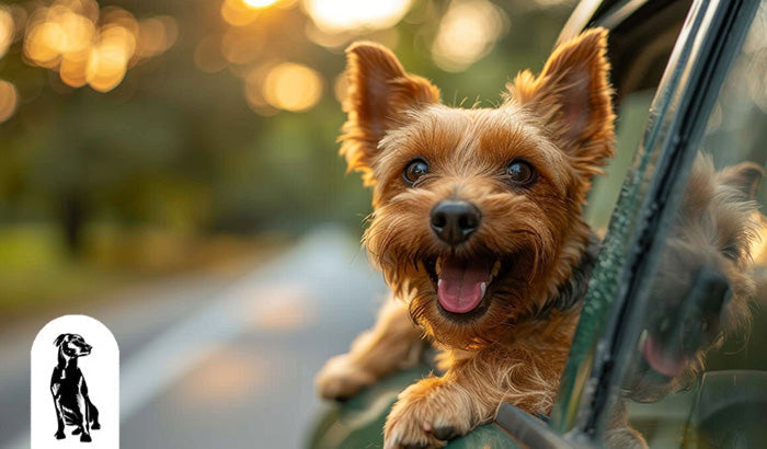Why You Need a Pet Seat Cover