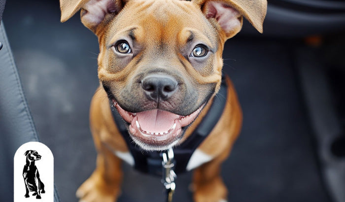 Here's What No One Tells You About Pet Covers for Your Car Seats