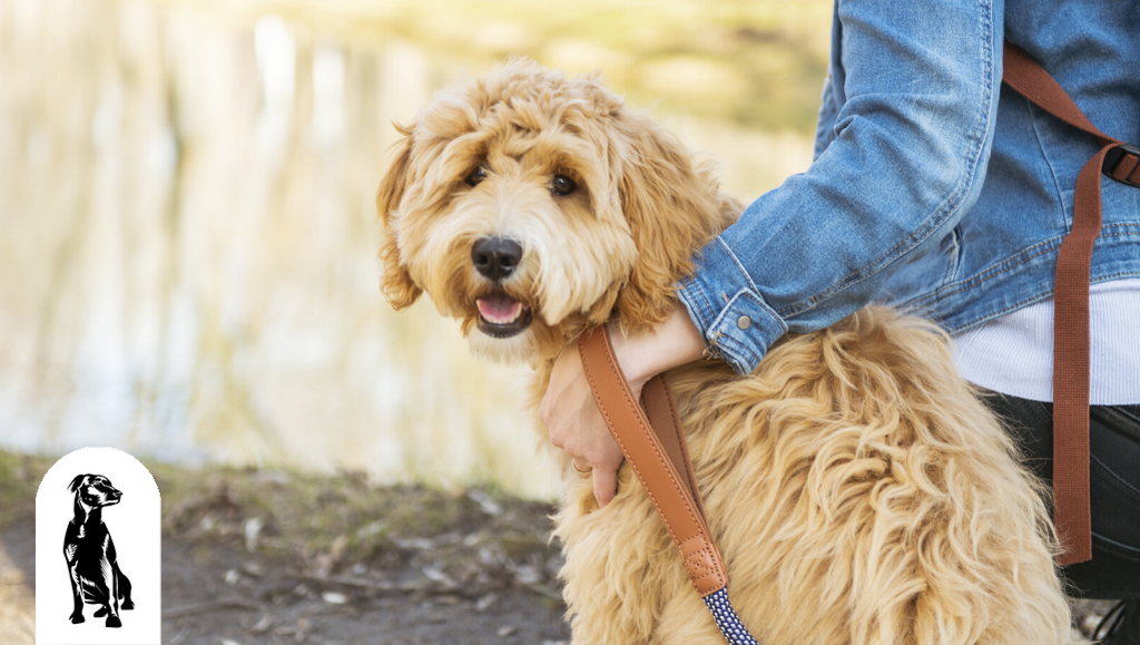 How Did Goldendoodles Become a Thing