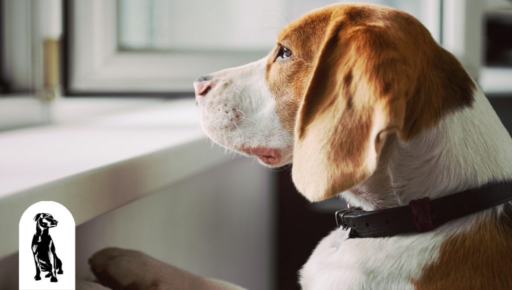 How Do I Know if My Dog Has Anxiety?