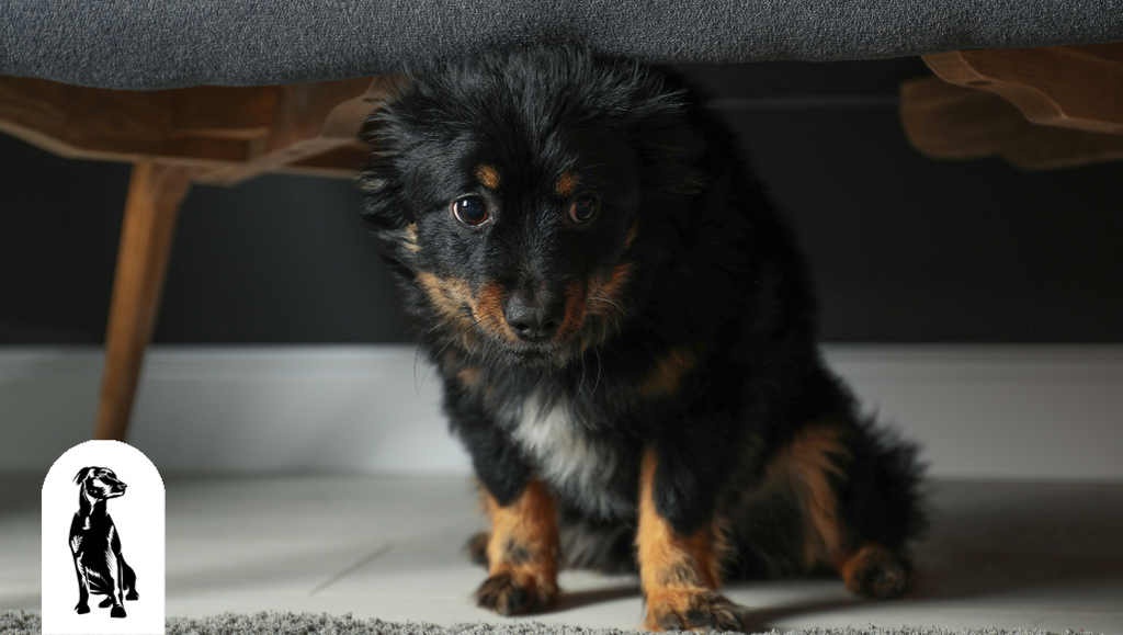 How Do You Calm a Stressed Dog?