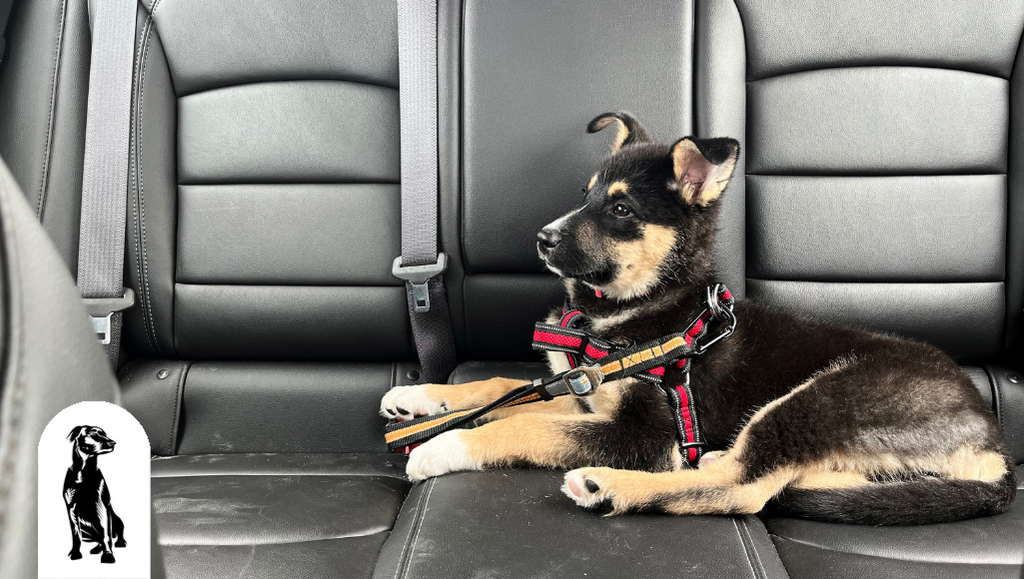 Dog car back seat hot sale