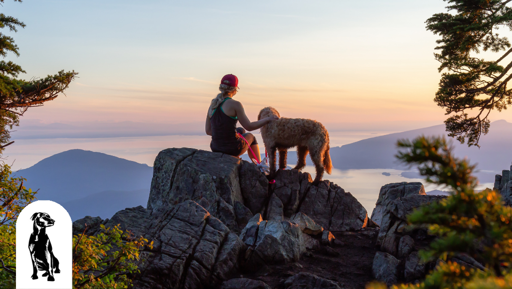 How to Safely Take Your Dog on a Hike
