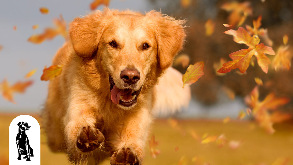 Most Active and Least Active Dog Breeds