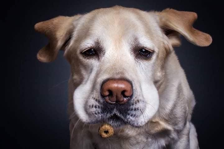 Hilarious Images of Dogs Catching Treats by Christian Veiler