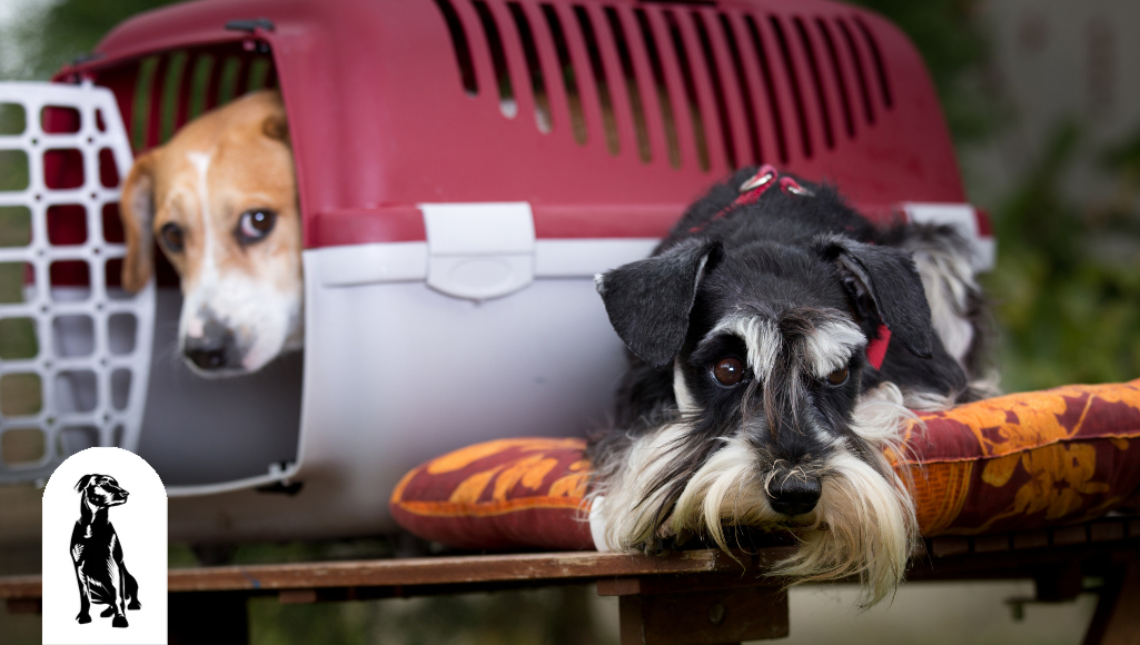 Top Dog Travel Accessories You Need For Your Next Trip