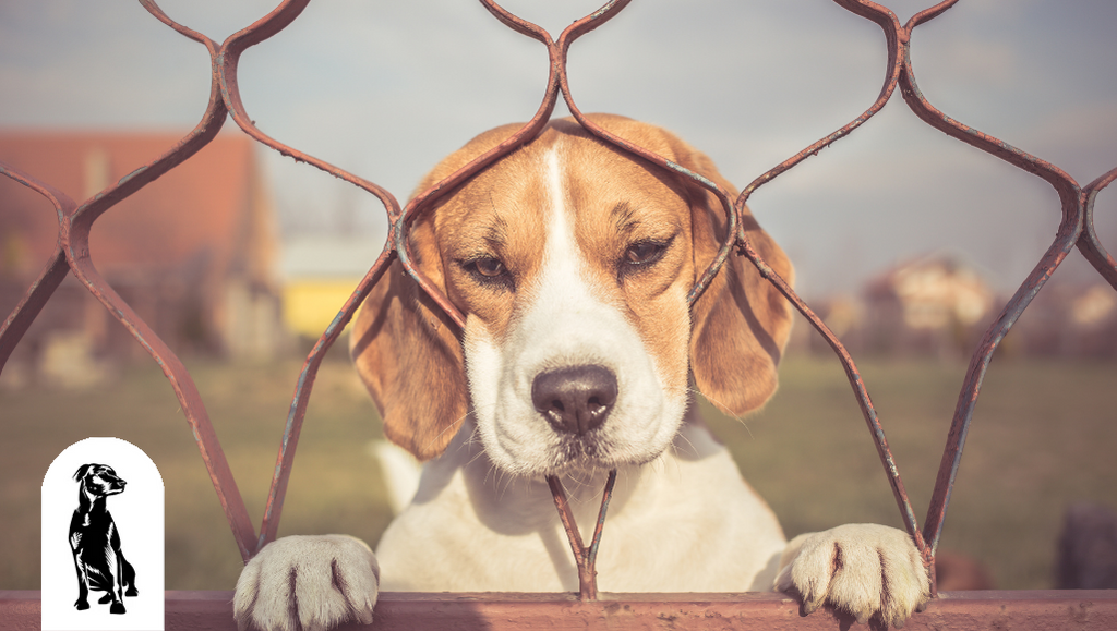 What is Dog Anxiety?