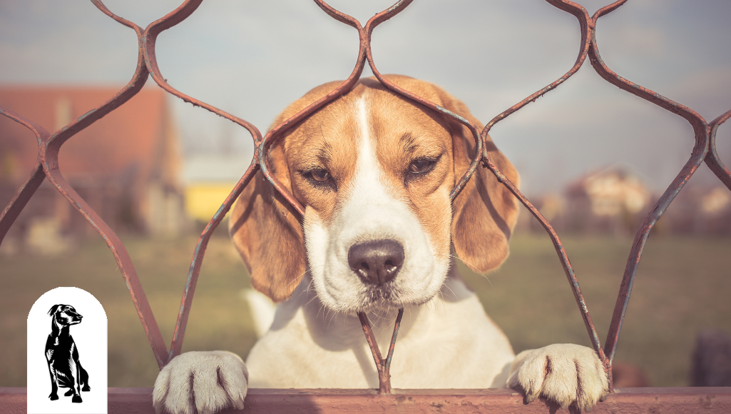 What is Dog Anxiety?