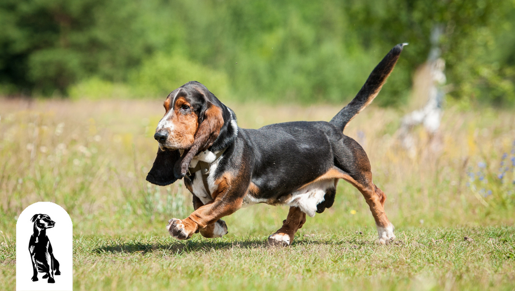 What Dog Breeds Shed the Most?