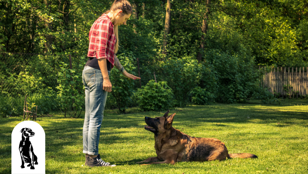 What Is The Easiest Way To Train A Dog?