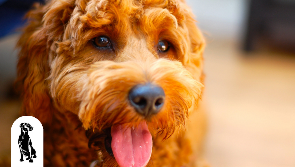 How much to shop feed goldendoodle puppy