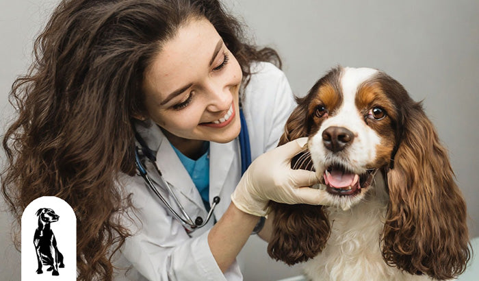 How to Keep Your Dog's Teeth Clean and Healthy
