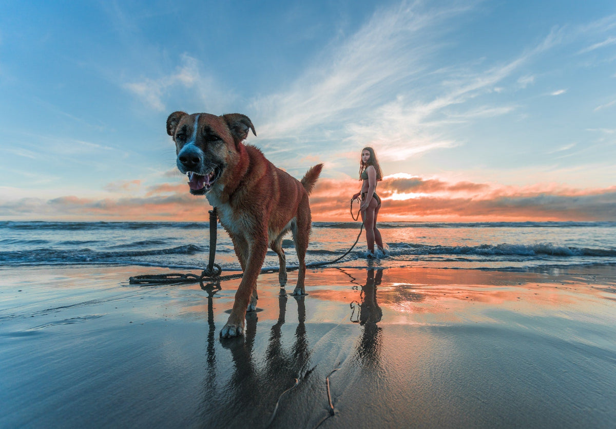Top 4 Reasons Why Your Dog Needs to Be Walked Everyday