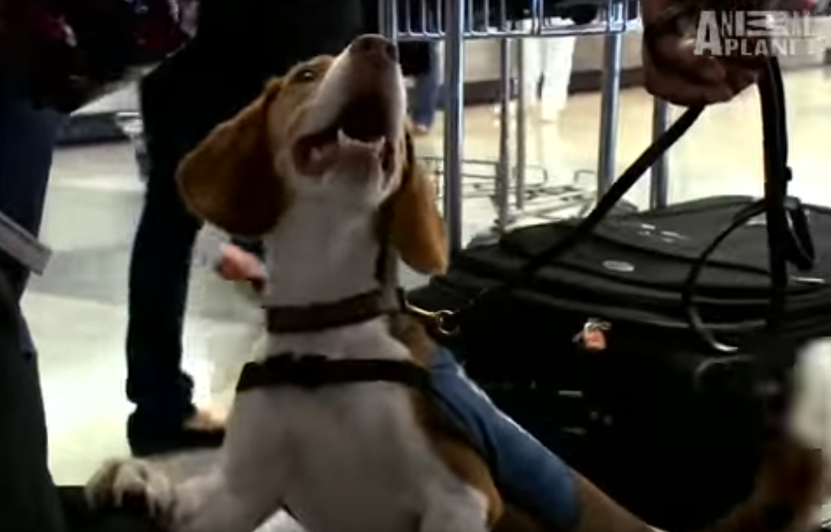 Move Away German Shepherds, Beagles Are The Newest Sniffers in Town