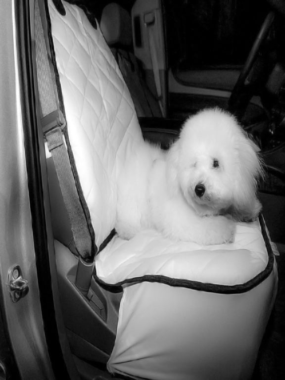 HERE'S HOW TO KEEP YOUR DOG WARM THIS WINTER