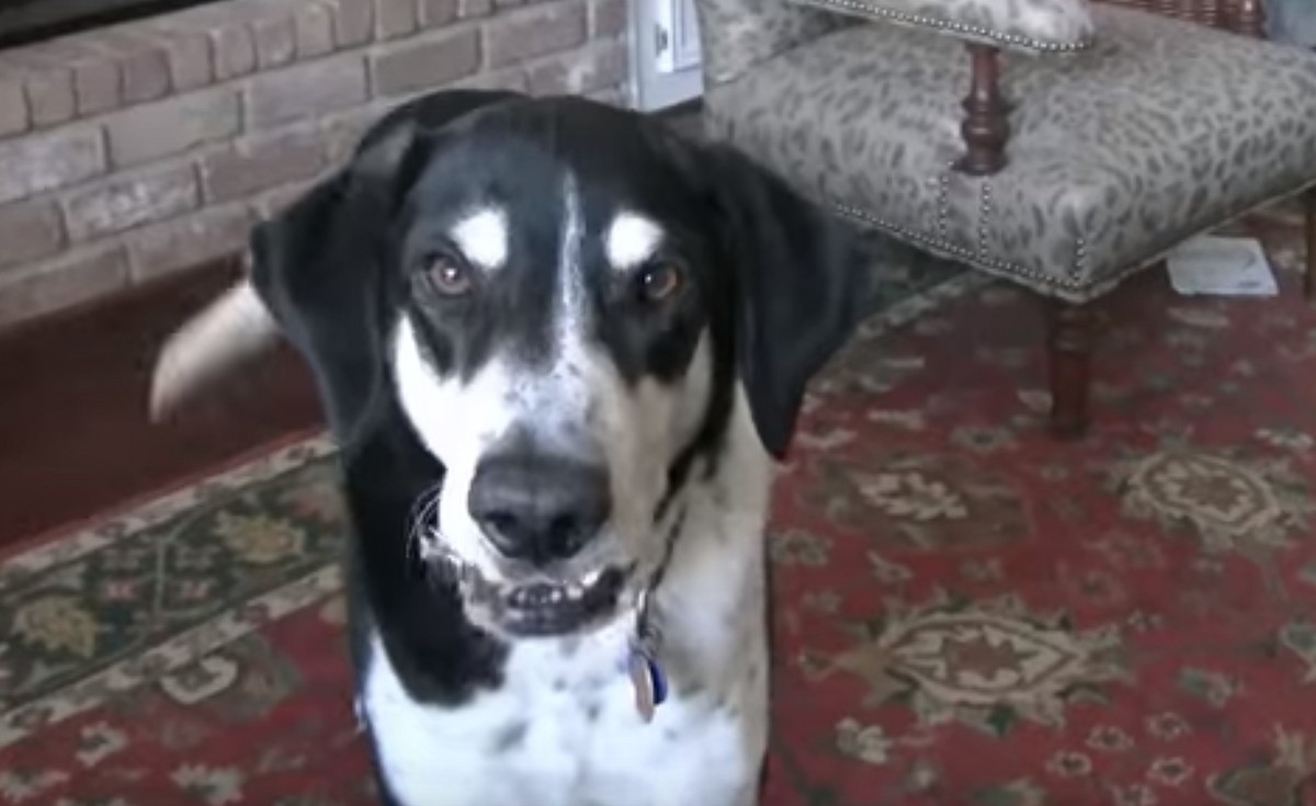 He Tells His Dog That They're Getting a Kitten, Then This Happened