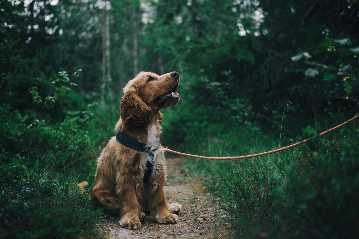 Train Your Dog to Resist Distractions