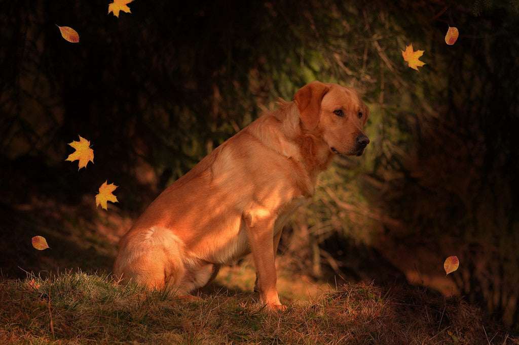 Preparing Your Pet for The Autumn Season
