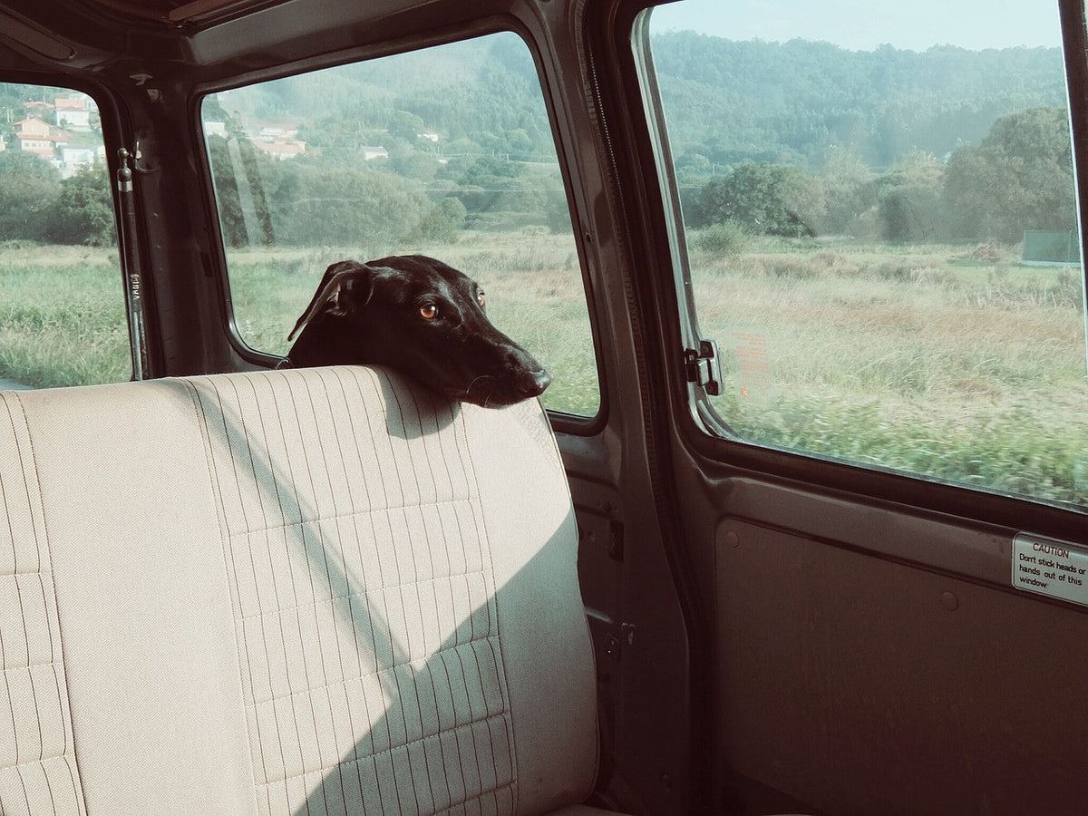 Why Plush Paws Products is the Best Pet Seat Cover