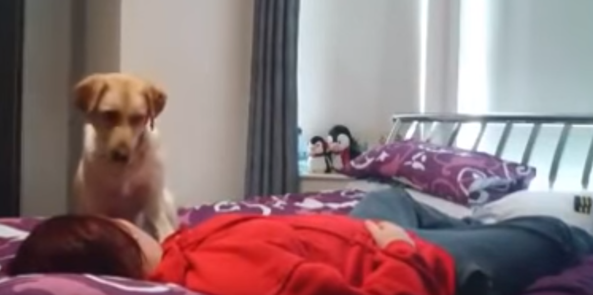 Puppy Was Able To Detect an Epileptic Seizure Before it Happens