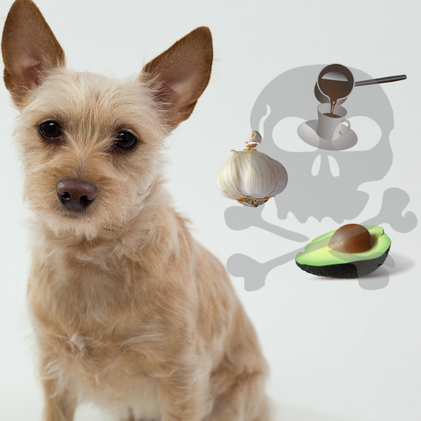 These Foods Could Be Fatal To Your Dog