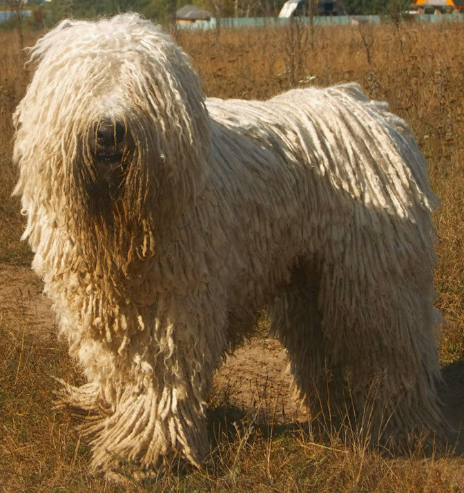 Top 6 Dog Breeds That Don't Shed A Lot