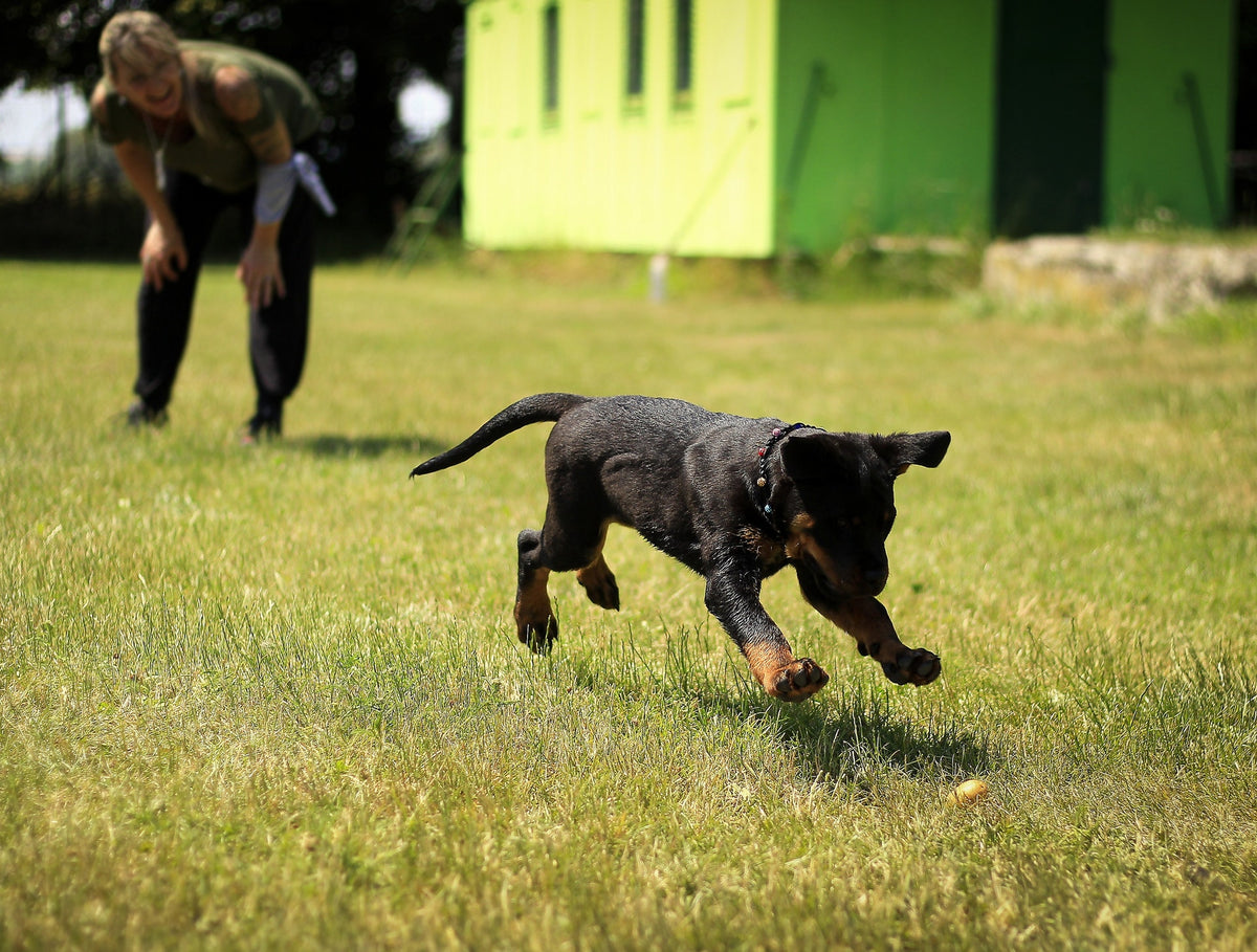 Dog Obedience: Why It Is Important to Train Your Dog