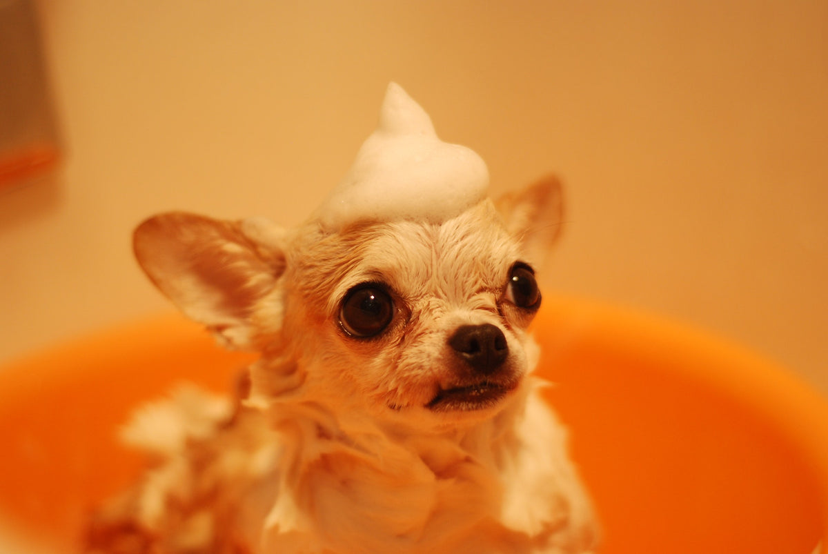 How to Groom and Care for Your Dog