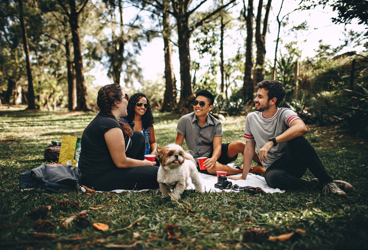Top 10 Best Small Dogs For Travel