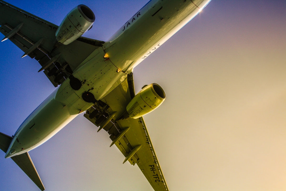Is Air Travel with Your Dog Worth It?