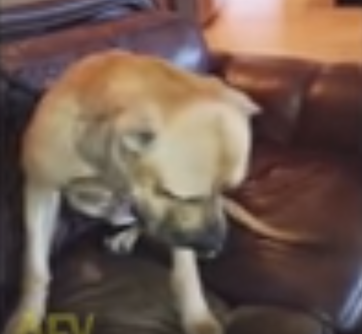Dog Hides Sandwich Skillfully Until He Got Busted!