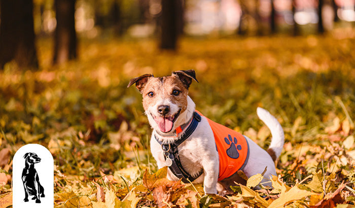 The Pros and Cons of Dog Parks