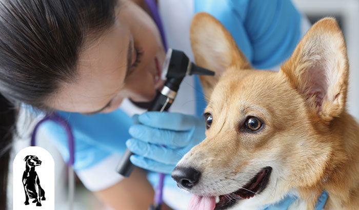 Most Common Causes of Dog Anxiety